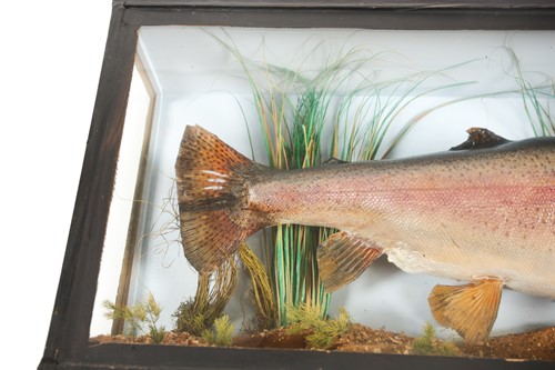 Lot 487 - Taxidermy, a mounted Rainbow Trout, 20th...