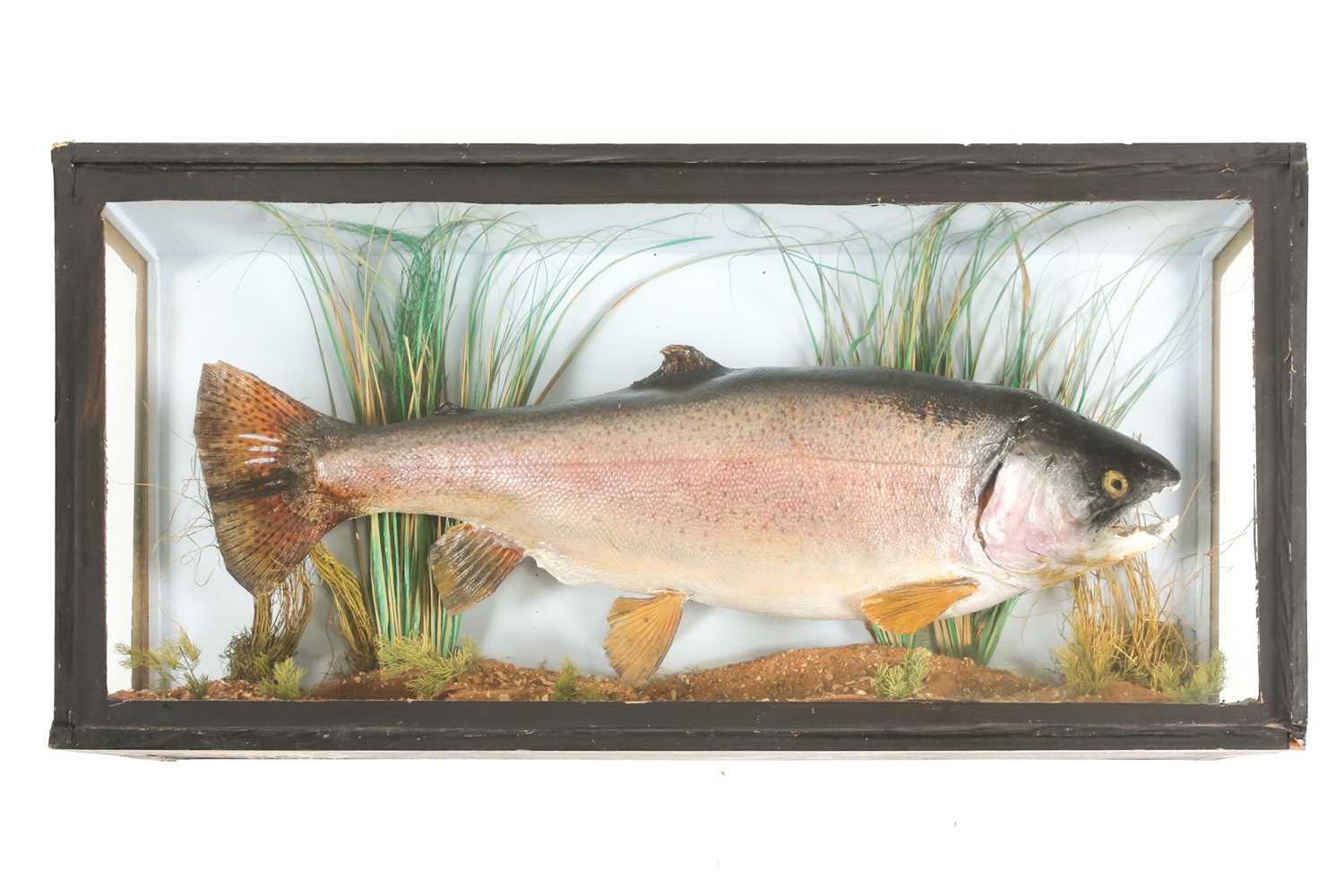 Lot 487 - Taxidermy, a mounted Rainbow Trout, 20th...