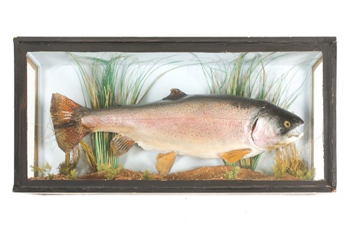 Lot 487 - Taxidermy, a mounted Rainbow Trout, 20th...