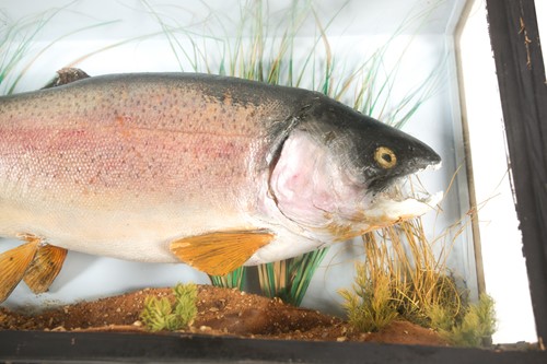 Lot 487 - Taxidermy, a mounted Rainbow Trout, 20th...