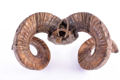 Lot 489 - A pair of adult male Mouflon coiled horns,...