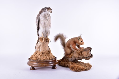 Lot 241 - A stuffed and mounted taxidermists arrangement...