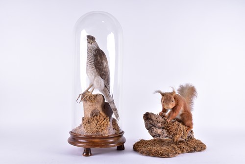 Lot 241 - A stuffed and mounted taxidermists arrangement...