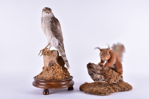 Lot 241 - A stuffed and mounted taxidermists arrangement...