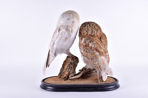 Lot 239 - A stuffed and mounted taxidermists arrangement...