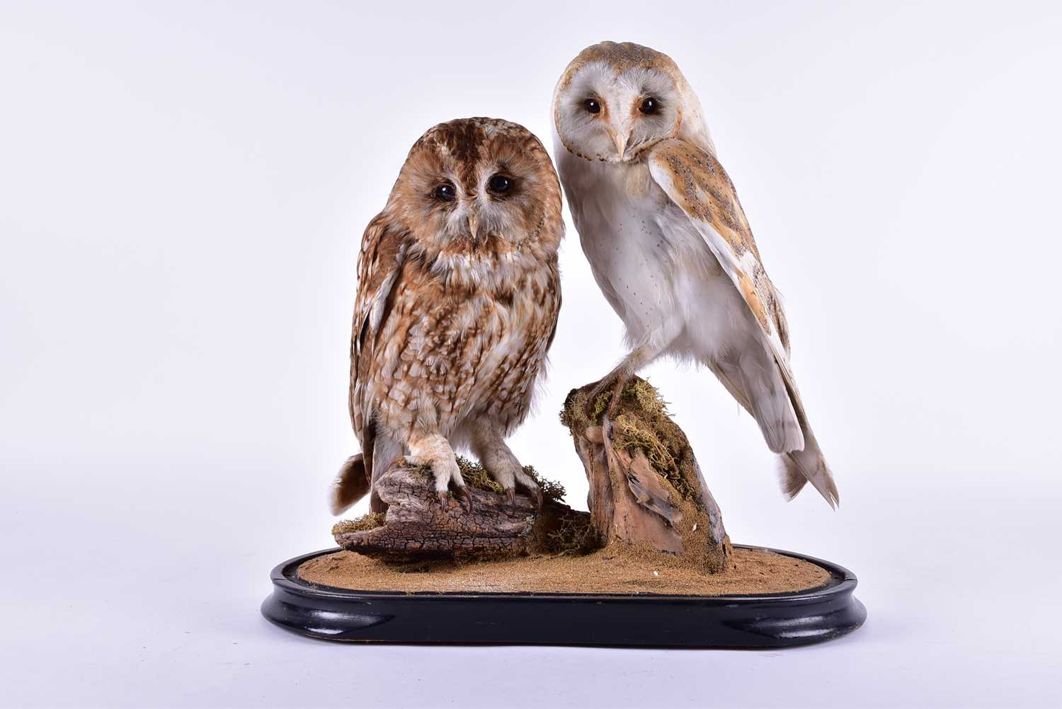 Lot 239 - A stuffed and mounted taxidermists arrangement...