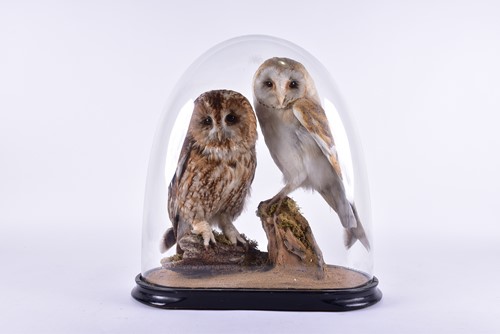 Lot 239 - A stuffed and mounted taxidermists arrangement...