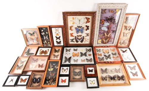 Lot 227 - Taxidermy: a large collection of framed...