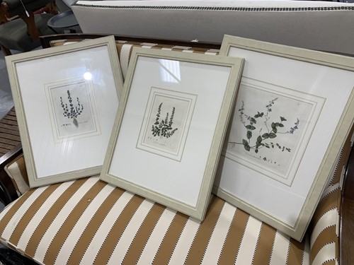 Lot 34 - A set of three early 19th century botanical...