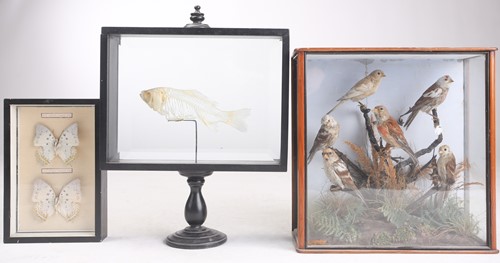 Lot 470 - An unusual taxidermist display of a fish...