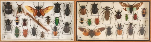 Lot 502 - Taxidermy: two cased exotic insect specimen...