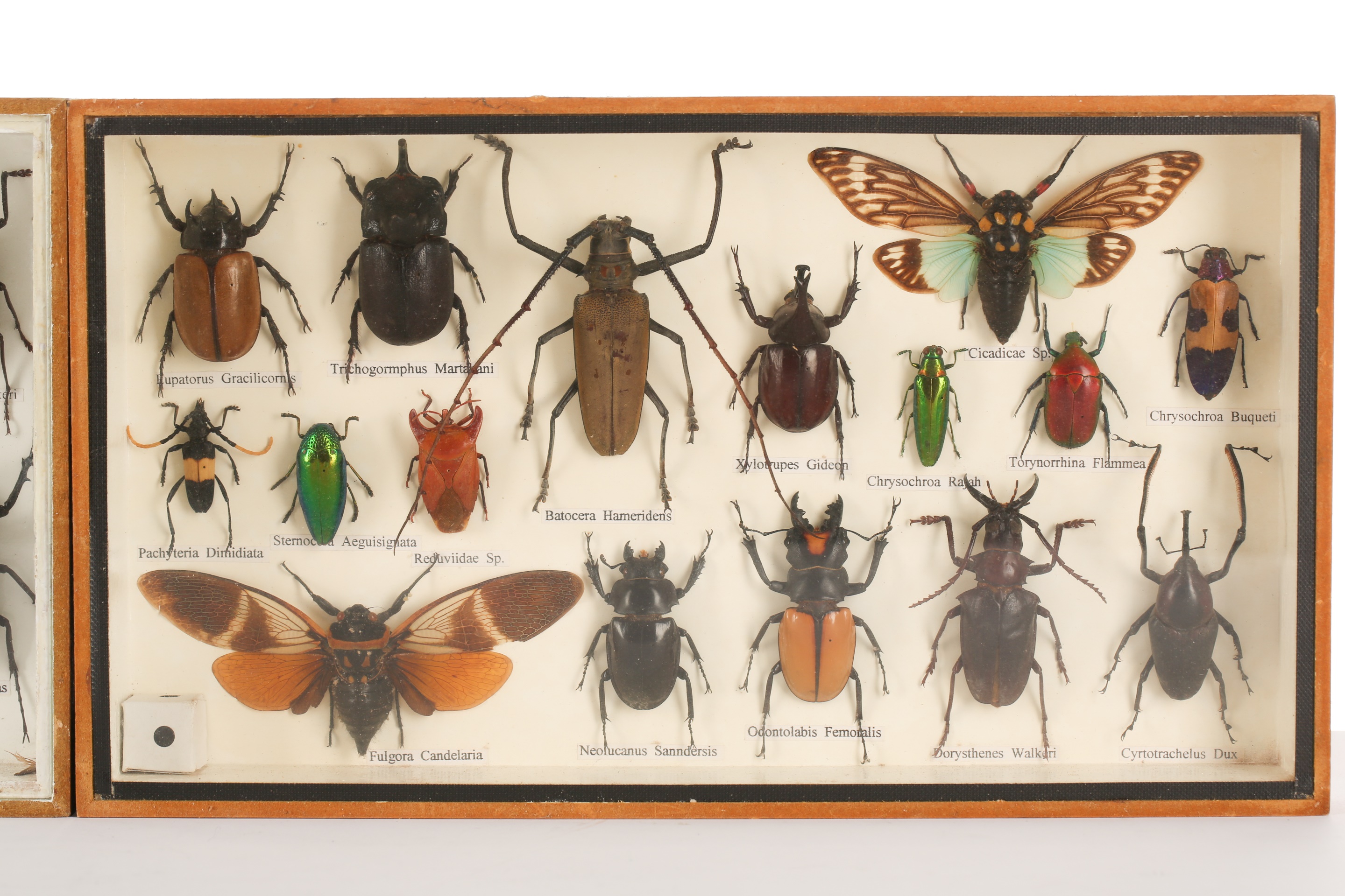 Lot 502 - Taxidermy: two cased exotic insect specimen