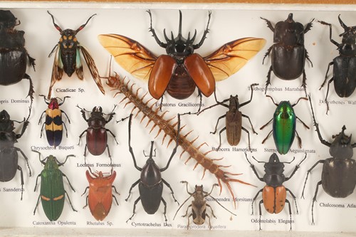 Lot 502 - Taxidermy: two cased exotic insect specimen...