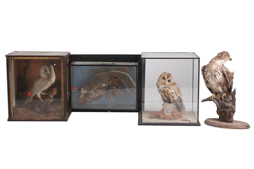 Lot 485 - George Bazeley (1871-1958), a taxidermists...