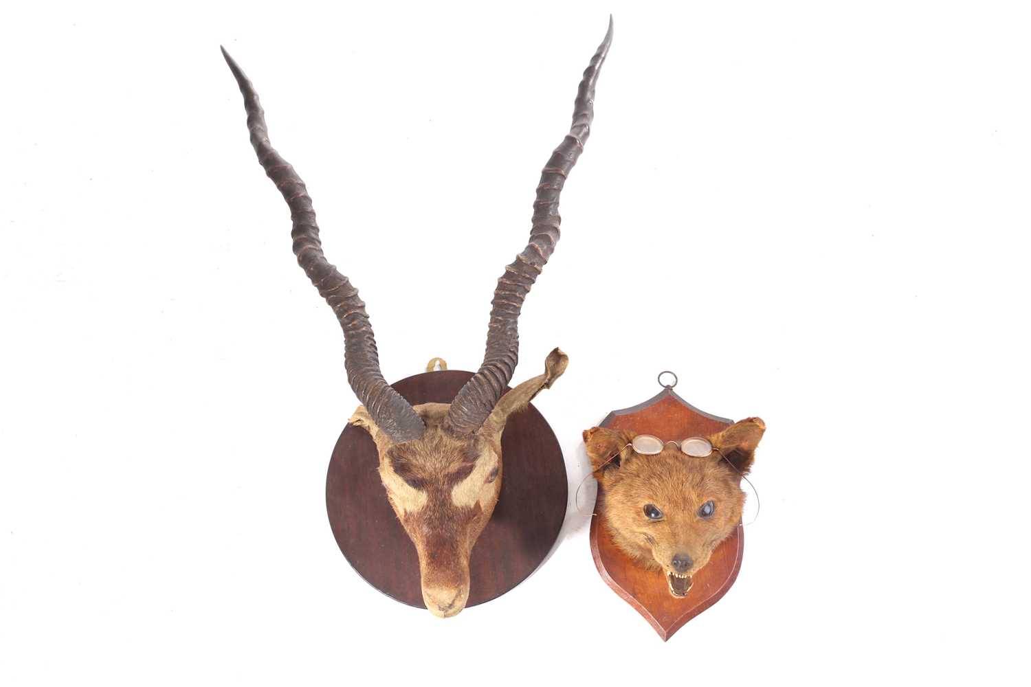 Lot 456 - Taxidermy: two mounted heads, an African...