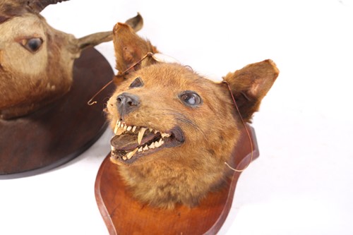 Lot 456 - Taxidermy: two mounted heads, an African...