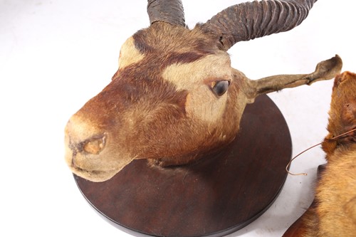 Lot 456 - Taxidermy: two mounted heads, an African...