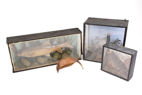 Lot 537 - A group of four taxidermy animals, comprising...