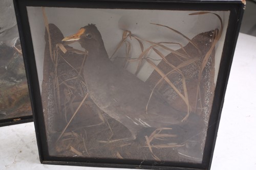 Lot 537 - A group of four taxidermy animals, comprising...