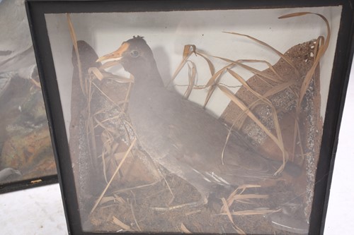 Lot 537 - A group of four taxidermy animals, comprising...
