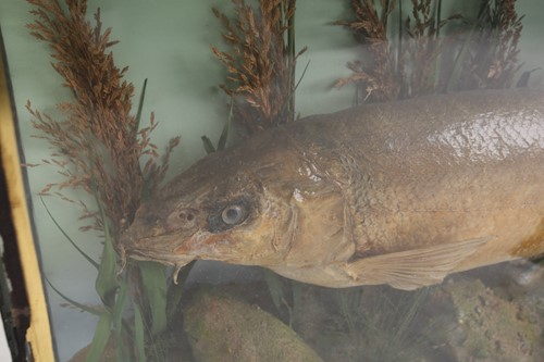 Lot 537 - A group of four taxidermy animals, comprising...