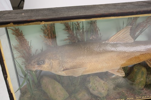 Lot 537 - A group of four taxidermy animals, comprising...