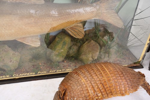Lot 537 - A group of four taxidermy animals, comprising...
