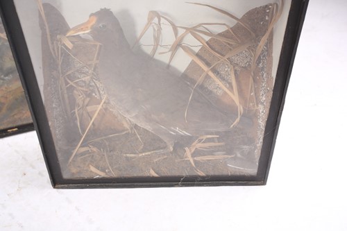 Lot 537 - A group of four taxidermy animals, comprising...