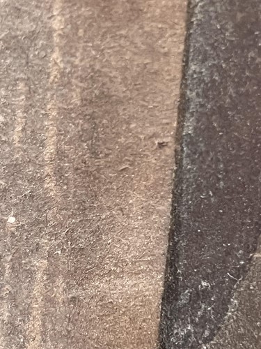 Lot 4 - Late 19th-century British school, portrait of...