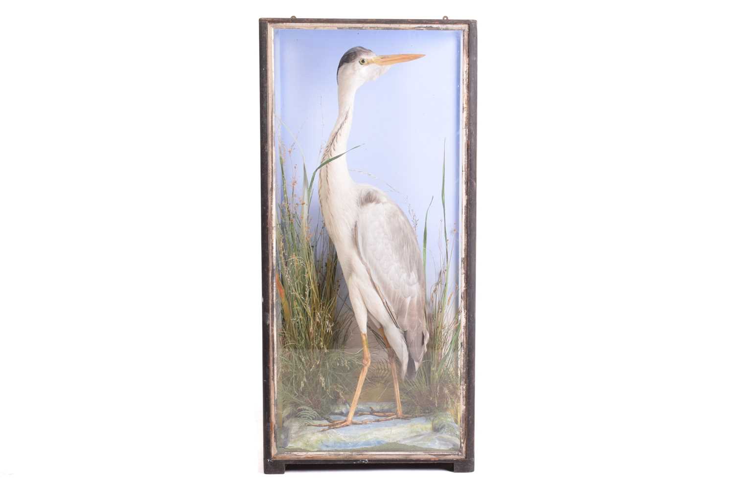 Lot 241 Taxidermy a heron set in a naturalistic