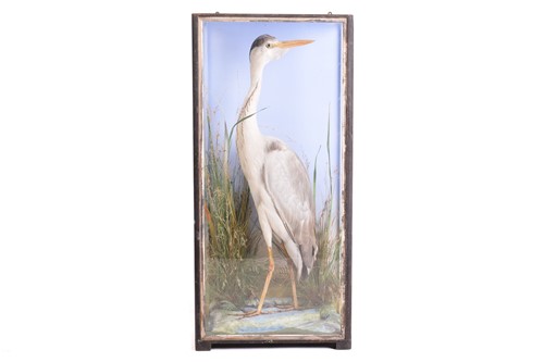 Lot 241 - Taxidermy: a heron set in a naturalistic...