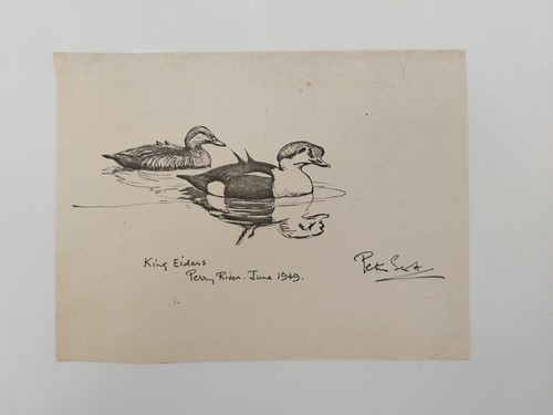 Lot 243 - Sir Peter Markham Scott (1909-1989), CH, CBE,...
