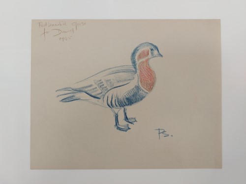 Lot 243 - Sir Peter Markham Scott (1909-1989), CH, CBE,...