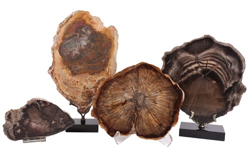 Lot 220 - Four specimens of petrified wood, polished and...