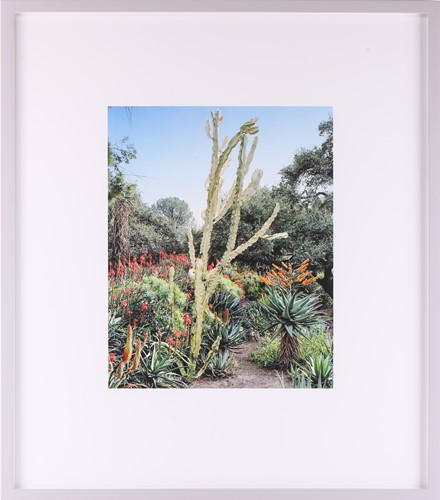 Lot 43 - Scott McFarland (b.1975) Canadian, Euphorbia...