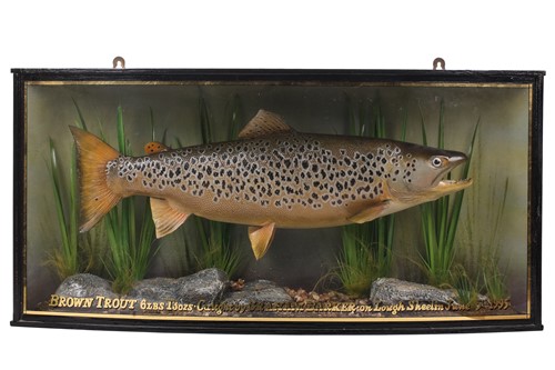 Lot 191 - A large taxidermy Brown Trout in an ebonised...