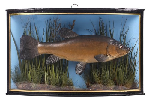 Lot 190 - A probably early 20th-century Taxidermy Tench...