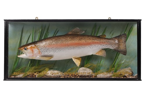 Lot 245 - A Taxidermy Rainbow Trout in a straight...