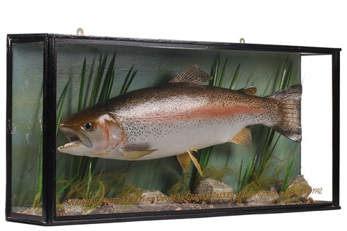 Lot 245 - A Taxidermy Rainbow Trout in a straight...