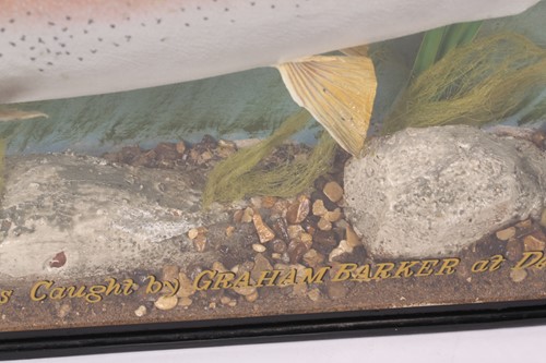 Lot 245 - A Taxidermy Rainbow Trout in a straight...
