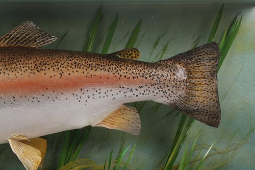 Lot 245 - A Taxidermy Rainbow Trout in a straight...