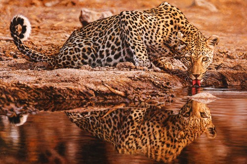 Lot 32 - Tony Karpinski (British b. 1965), Leopard...