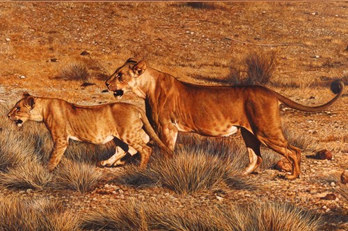 Lot 56 - Tony Karpinski (British, b.1965), Lioness and...