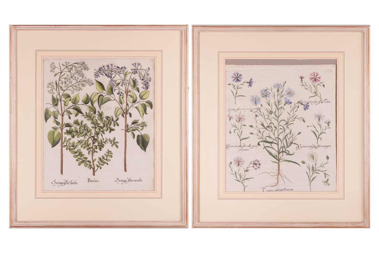 Lot 30 - Basilius Besler (German 1561-1629) Two...