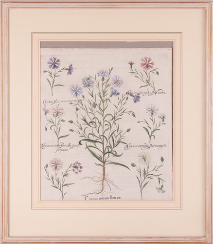 Lot 30 - Basilius Besler (German 1561-1629) Two...