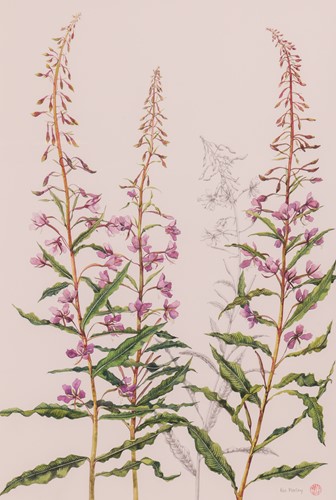 Lot 72 - A group of Botanical Studies by Vincent...