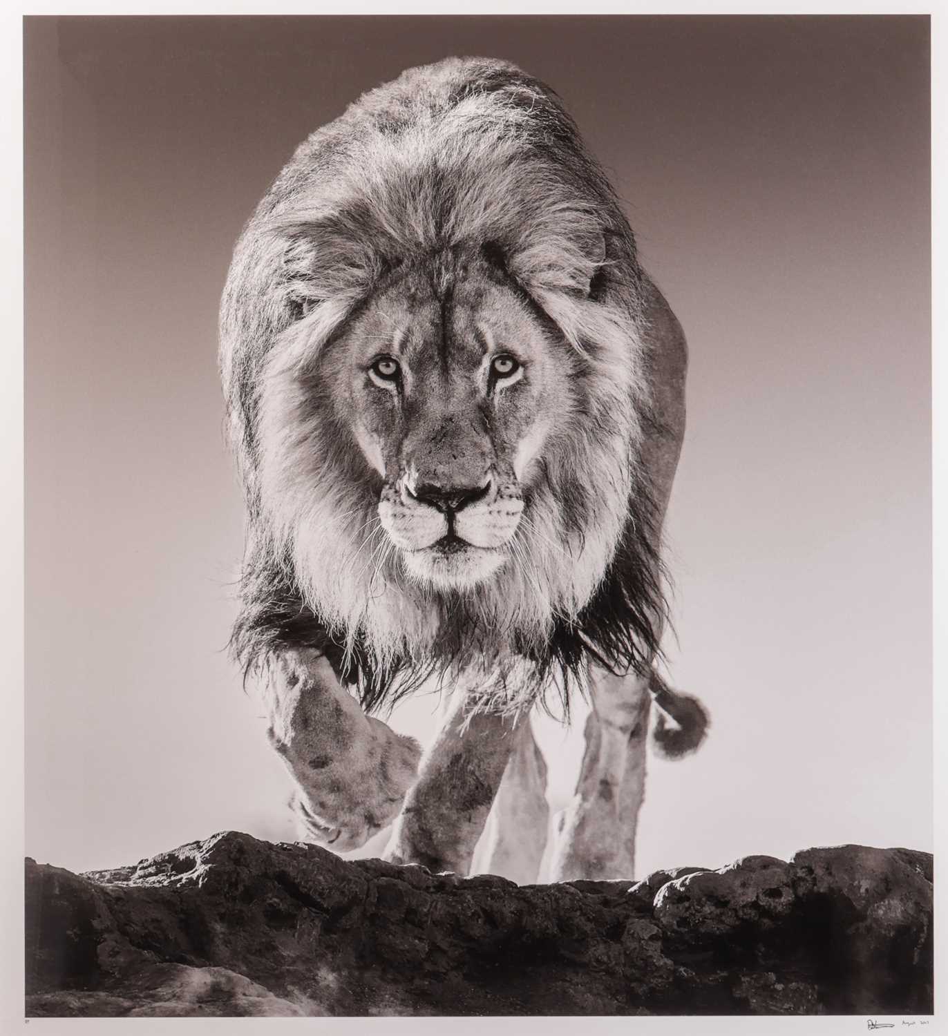 Lot 61 - David Yarrow (British b.1966) Genesis (2017)...