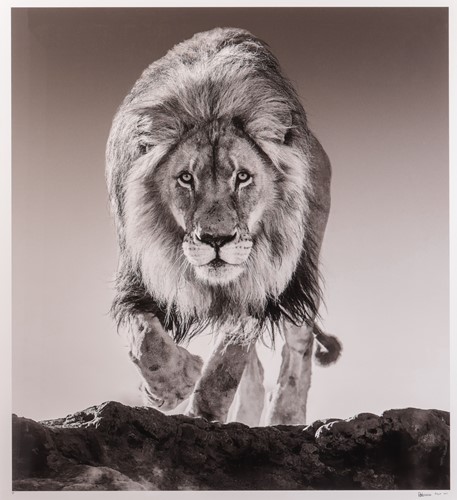 Lot 61 - David Yarrow (British b.1966) Genesis (2017)...