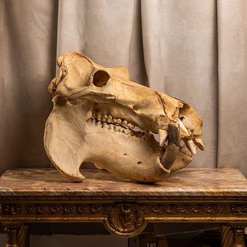 Lot 212 - Of taxidermy interest, a large museum prepared...
